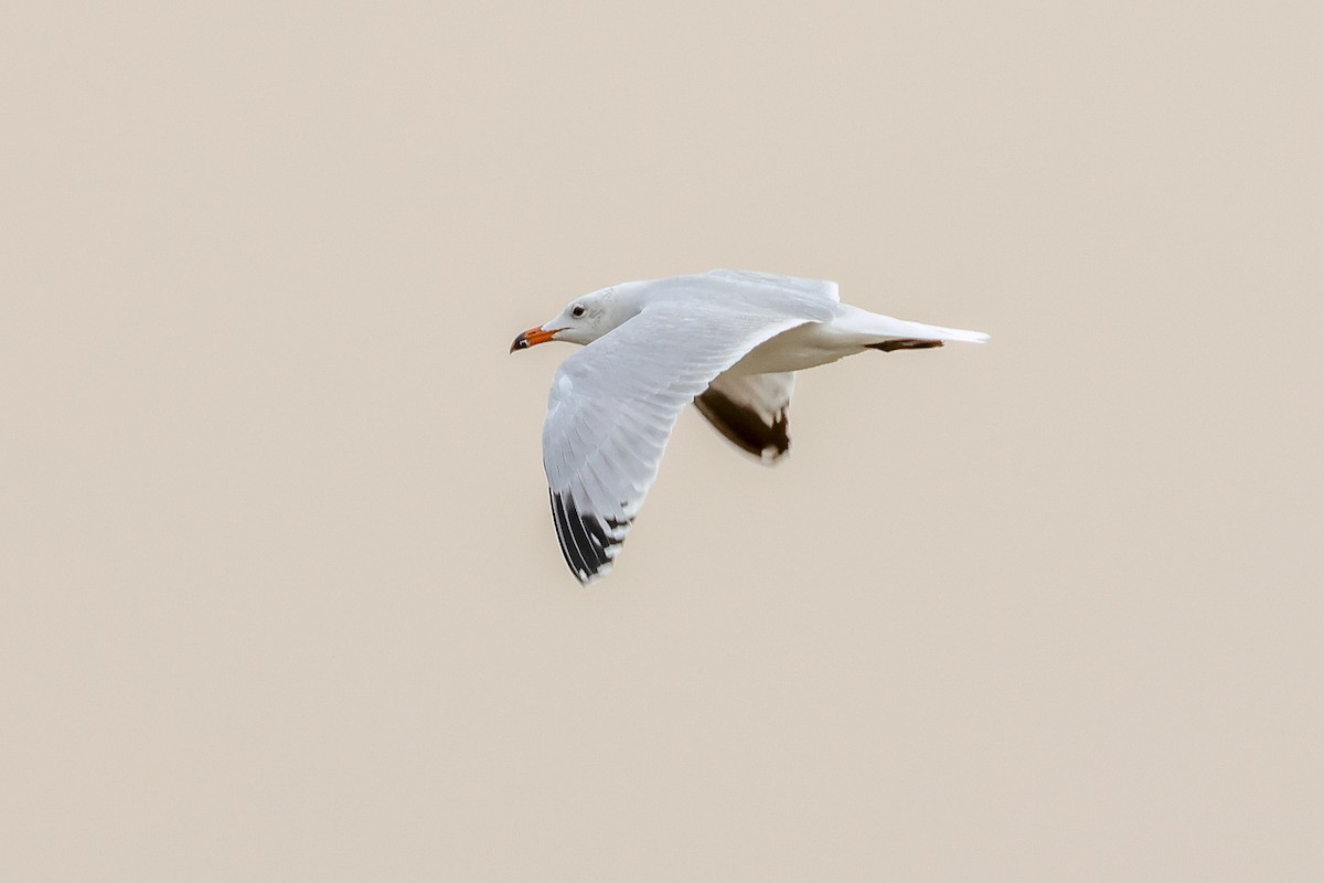 アカハシカモメ - ML645171610