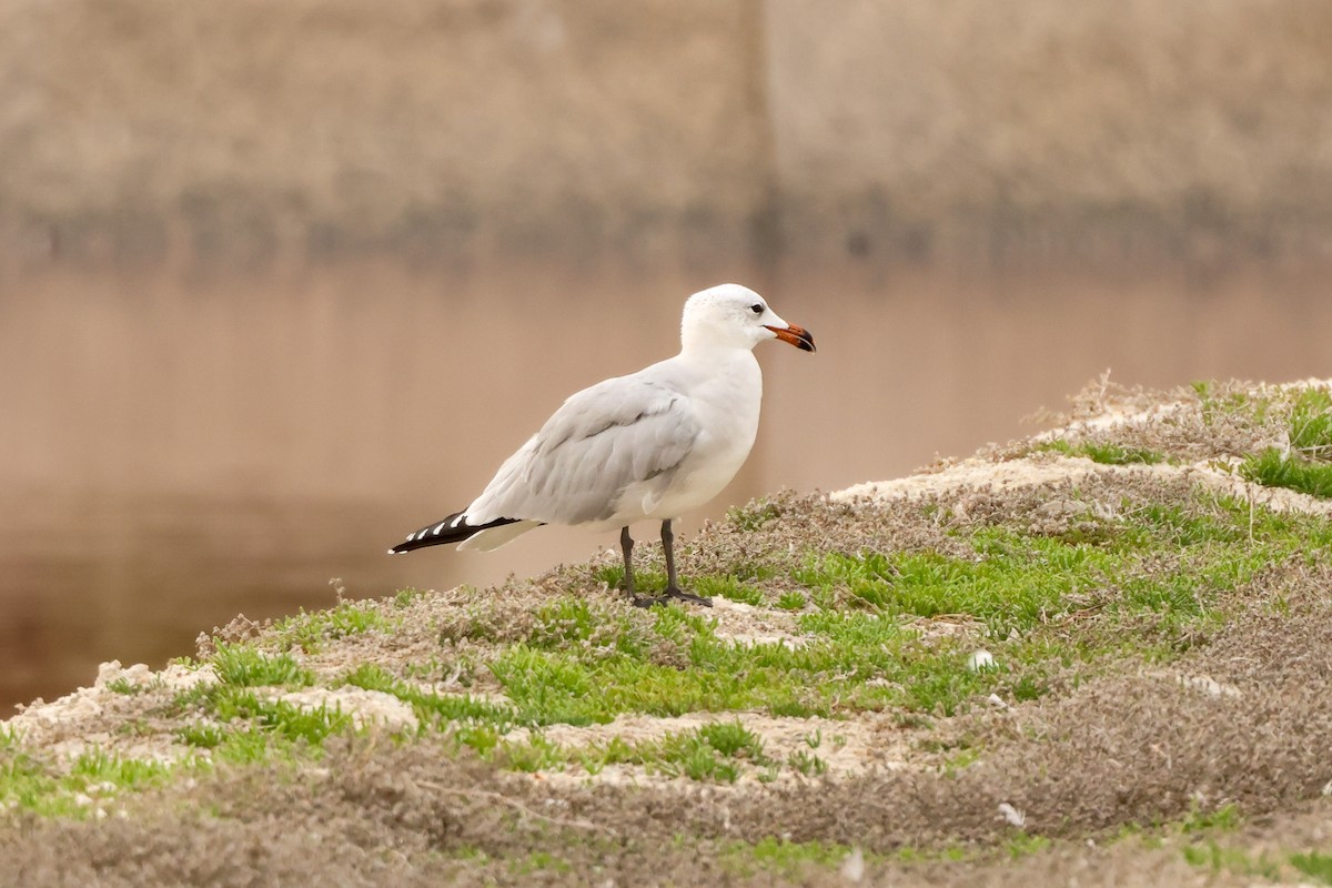 アカハシカモメ - ML645171611