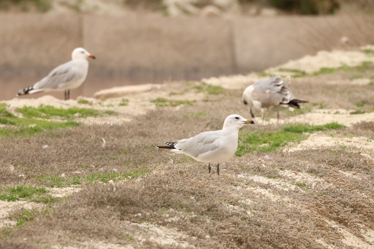 アカハシカモメ - ML645171612