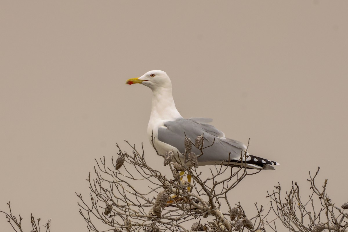 キアシセグロカモメ - ML645171618