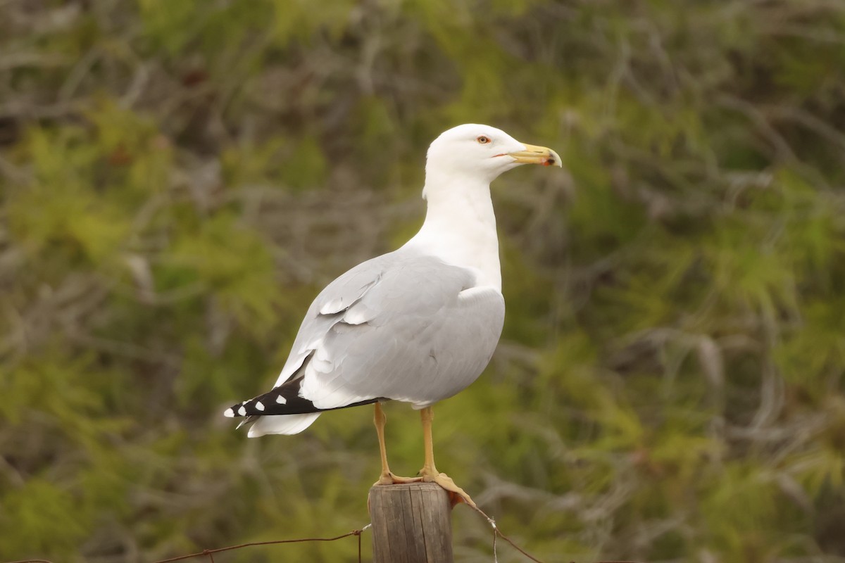 キアシセグロカモメ - ML645171619