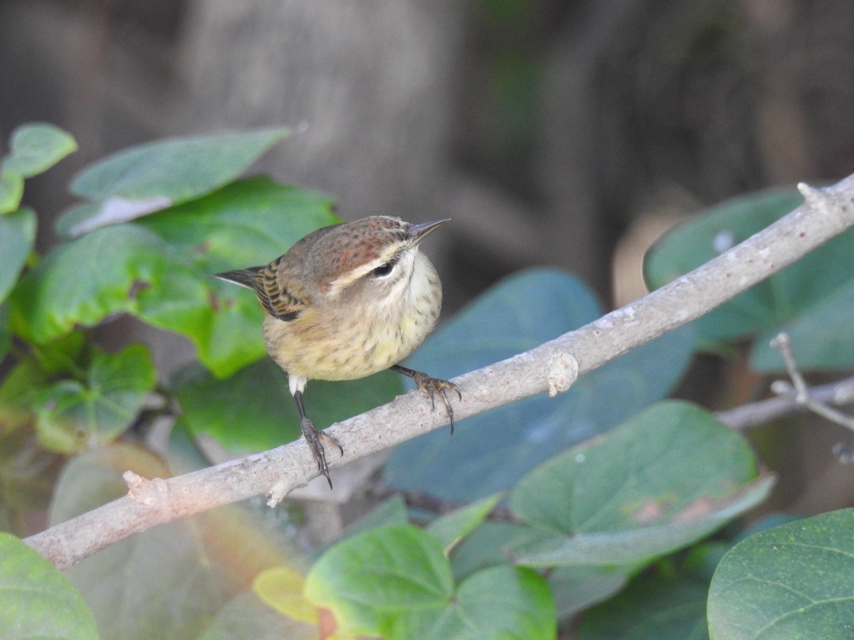 Palm Warbler (Western) - ML645171620