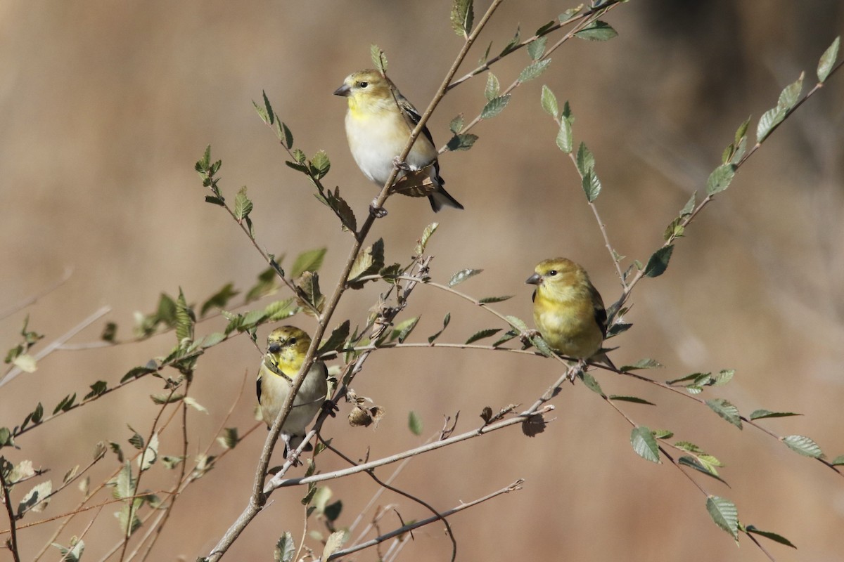 American Goldfinch - ML645171621