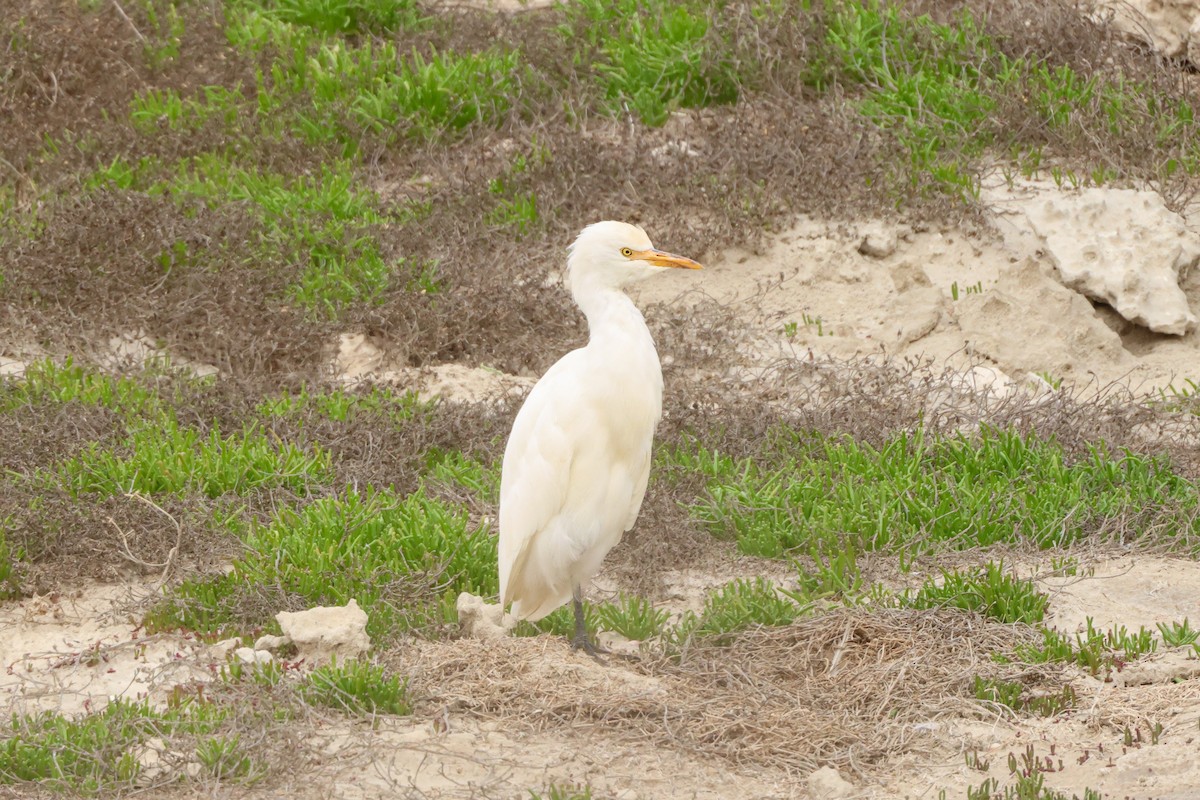 ニシアマサギ - ML645171622