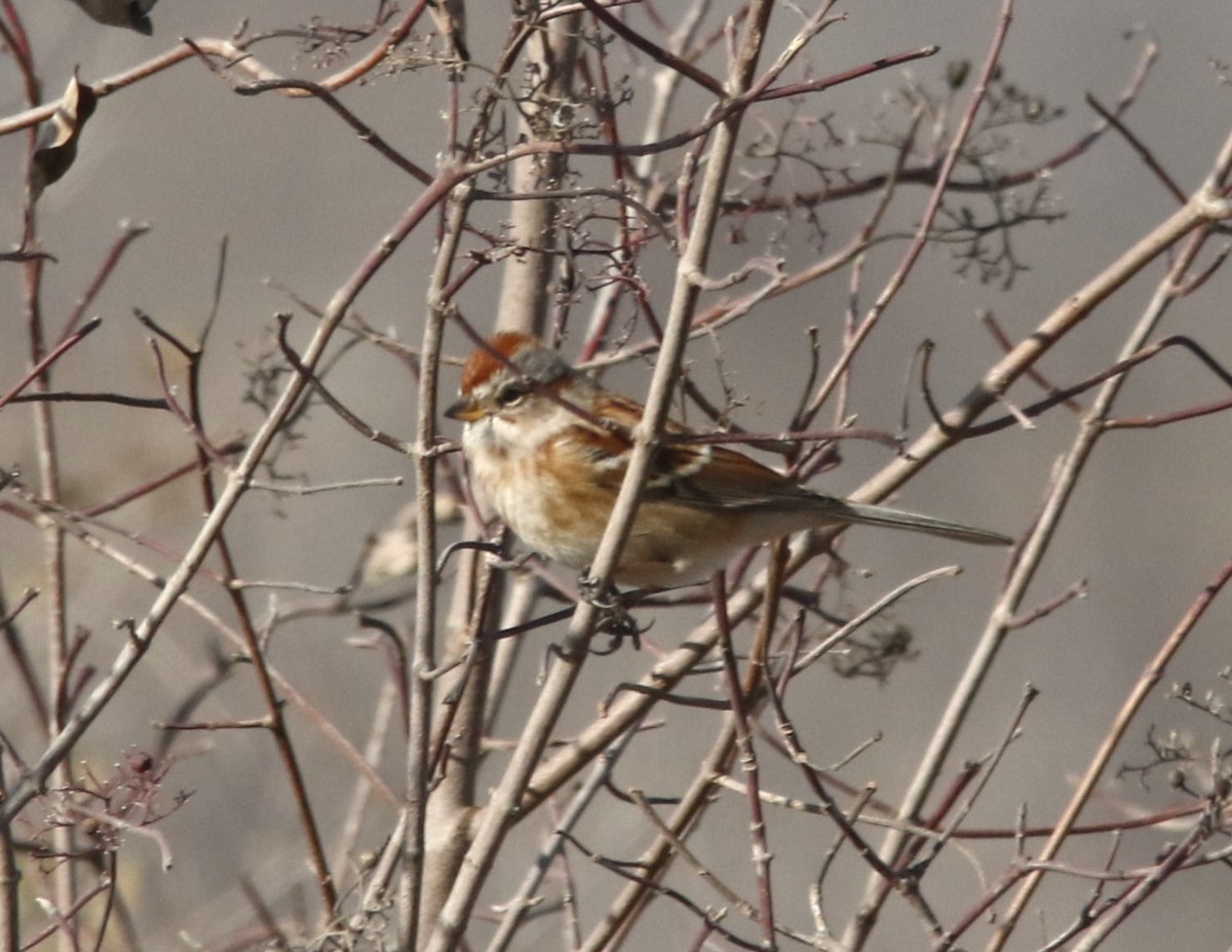 American Tree Sparrow - ML645171623