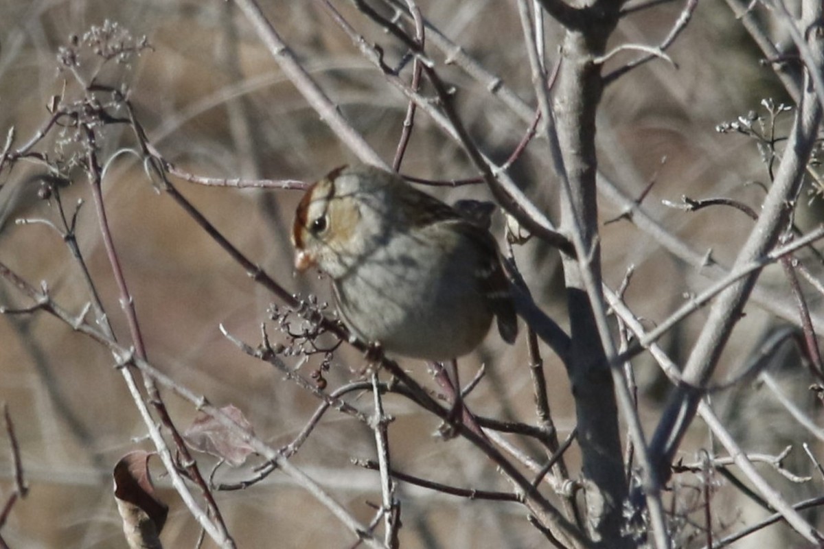 White-crowned Sparrow - ML645171643