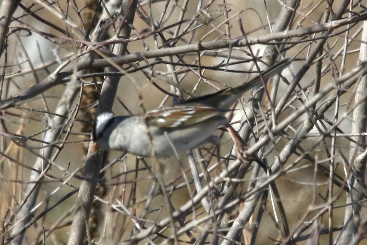 White-crowned Sparrow - ML645171644