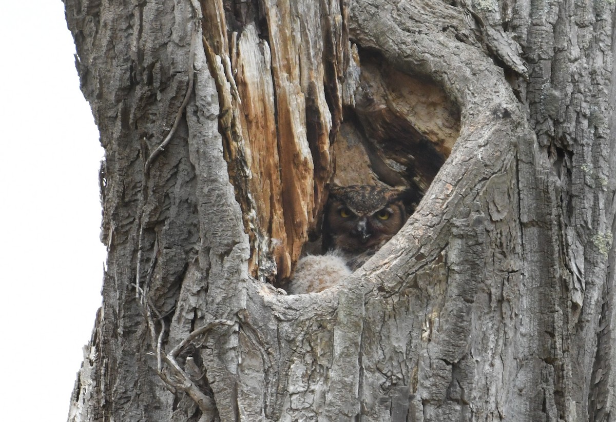 Great Horned Owl - ML645171647