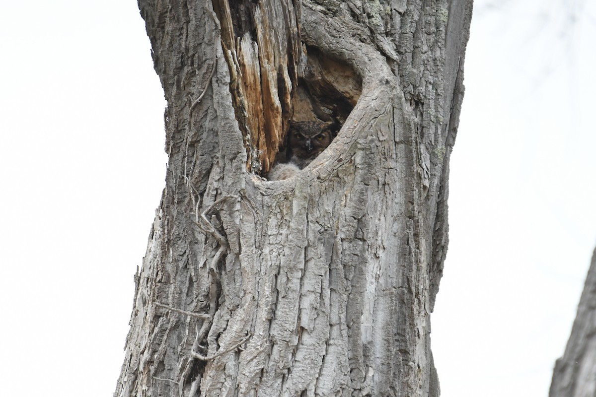 Great Horned Owl - ML645171648