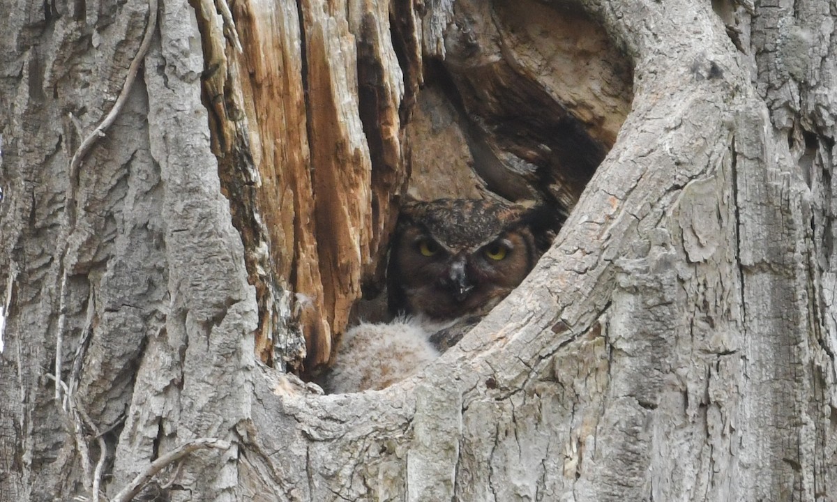 Great Horned Owl - ML645171649