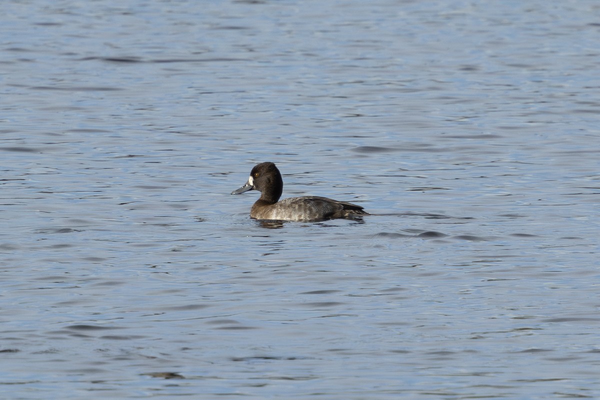Lesser Scaup - ML645171678