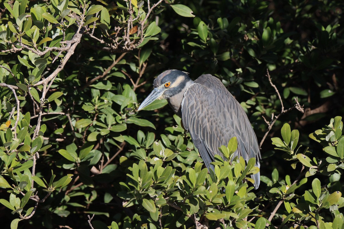 Sarı Tepeli Gece Balıkçılı - ML645171687