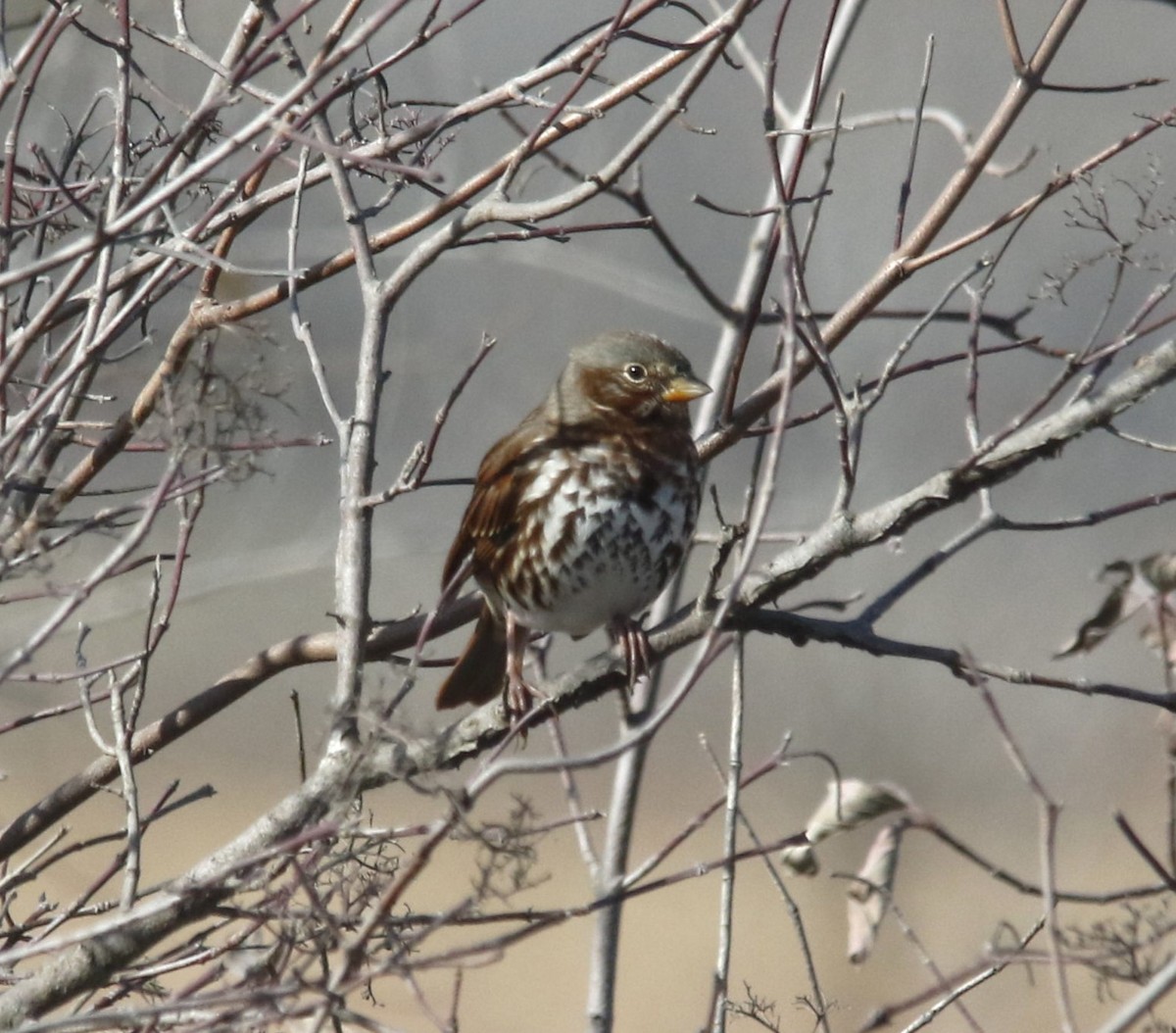 Fox Sparrow - ML645171696