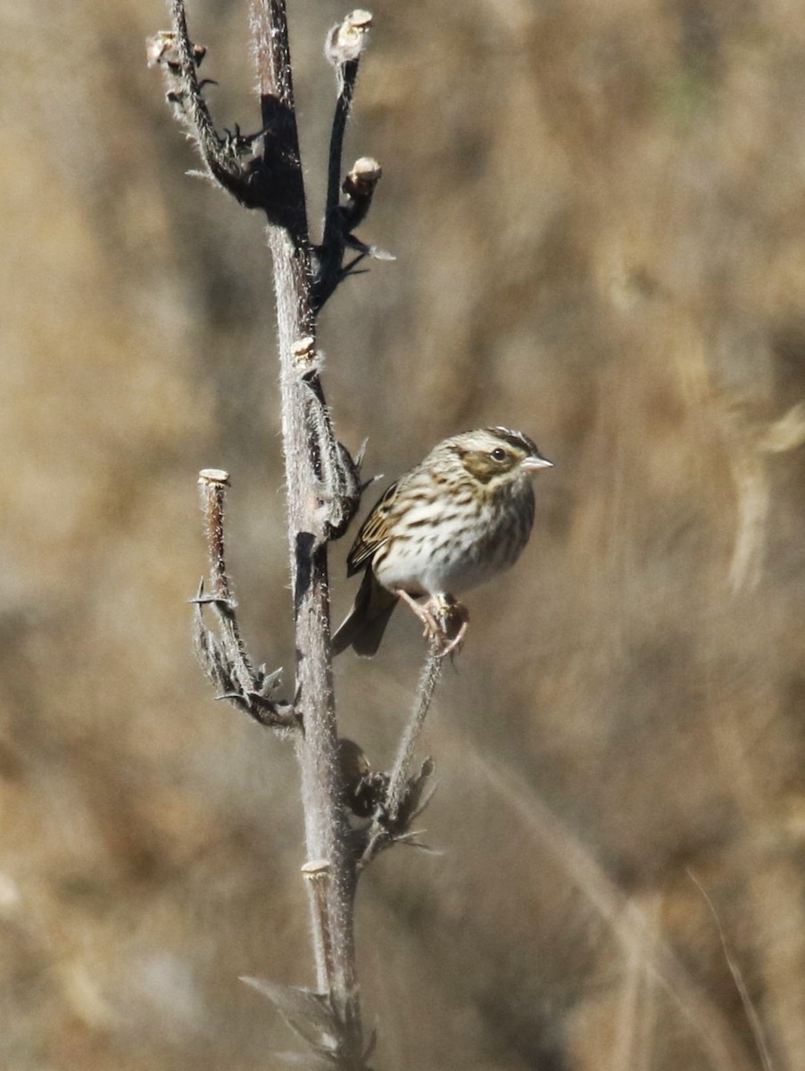 Savannah Sparrow - ML645171699