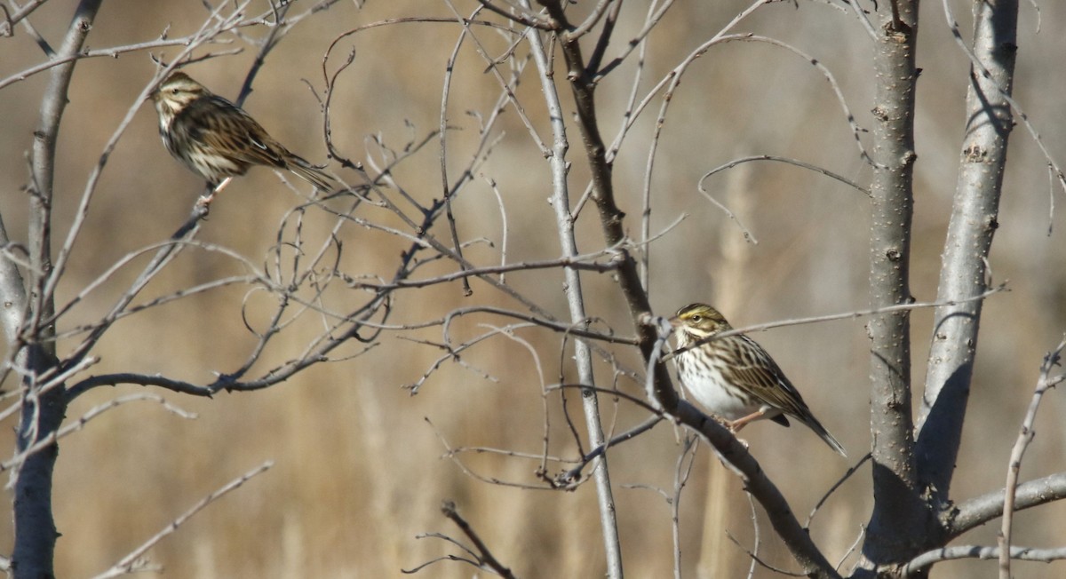 Savannah Sparrow - ML645171700