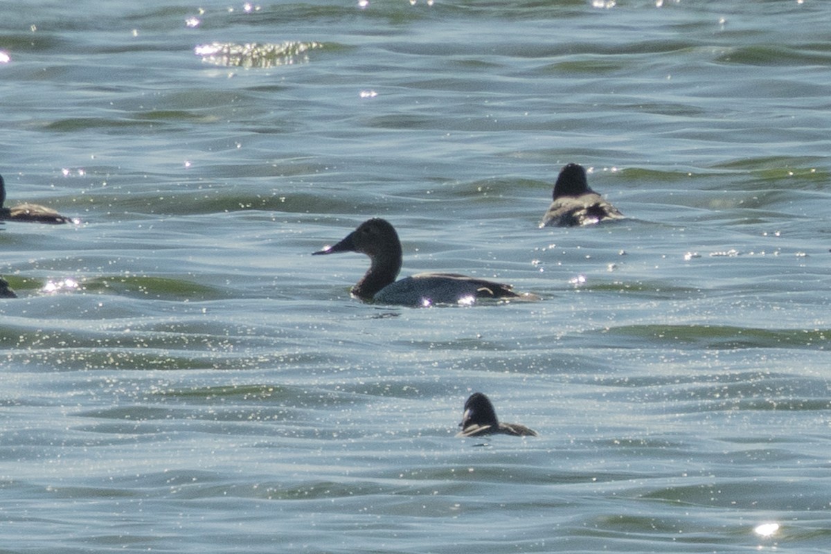 Murgilari bizkarzuria - ML645171751