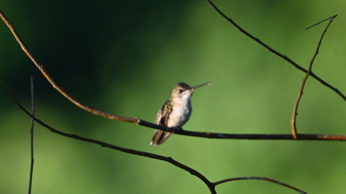 Колібрі рубіновогорлий - ML645171775