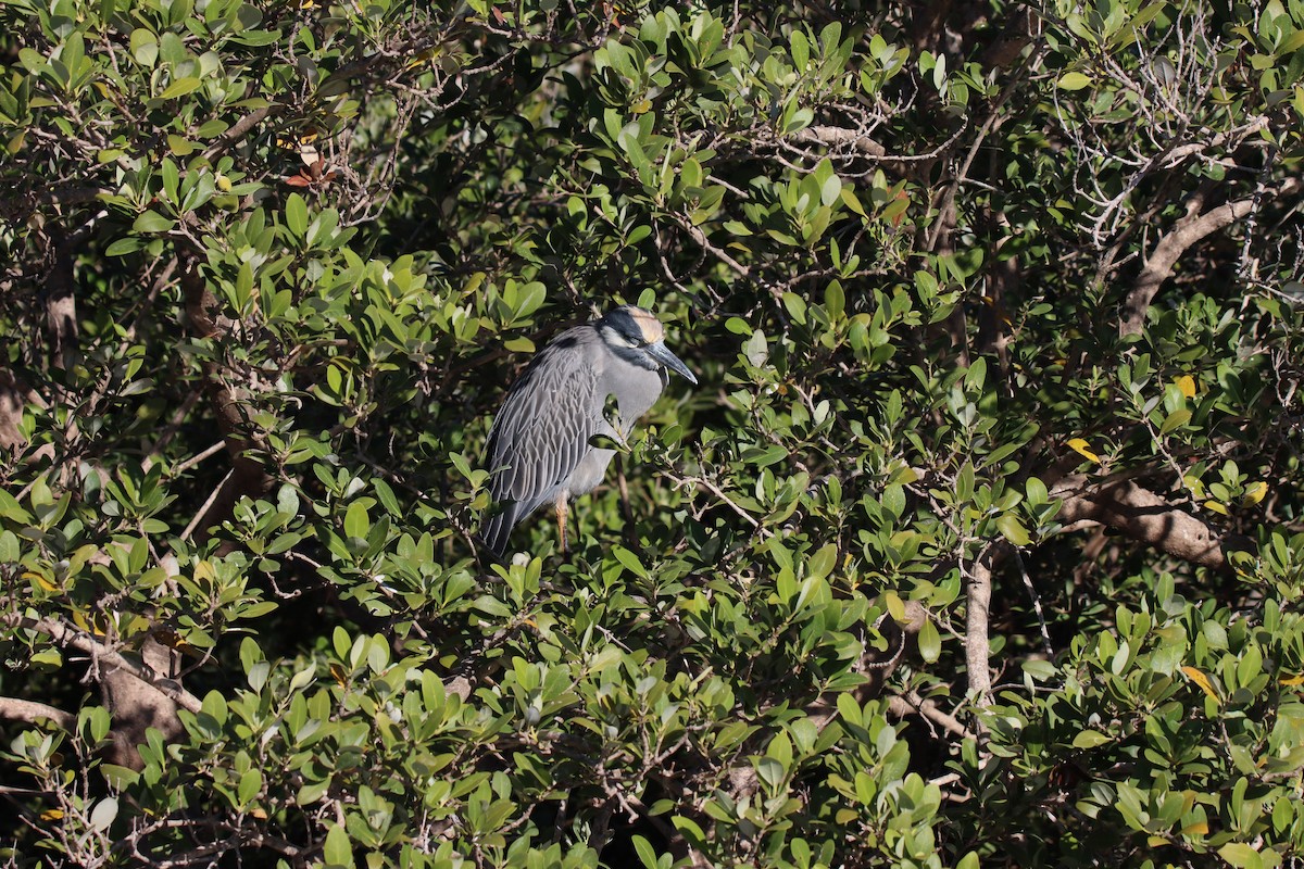 Sarı Tepeli Gece Balıkçılı - ML645171776