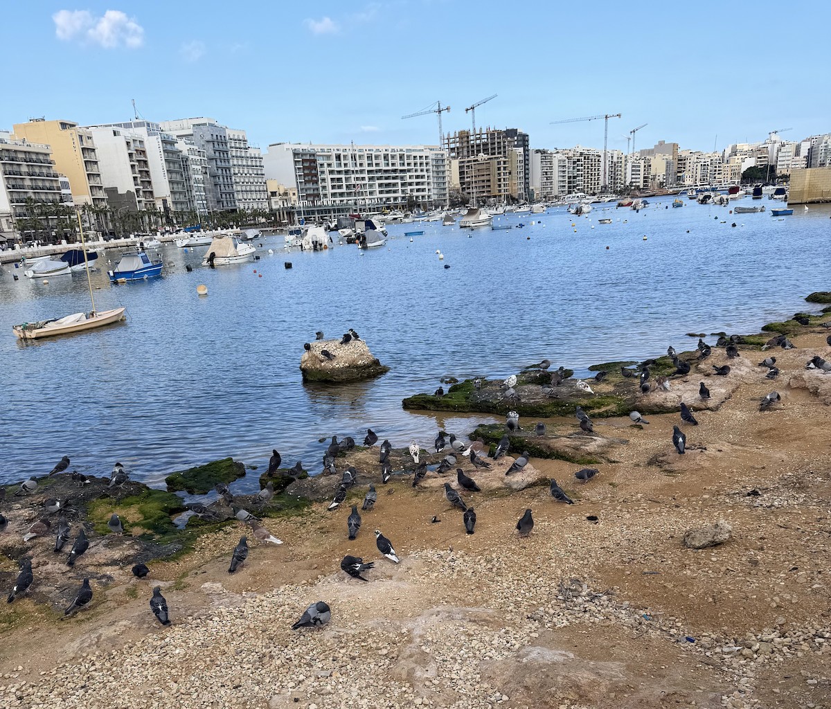 カワラバト（ドバト、家畜型） - ML645171803