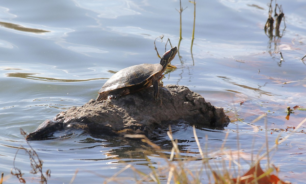 Red-eared Slider - ML645171804
