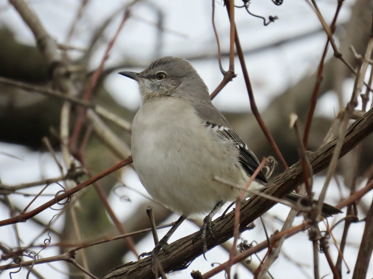 Пересмішник багатоголосий - ML645171810