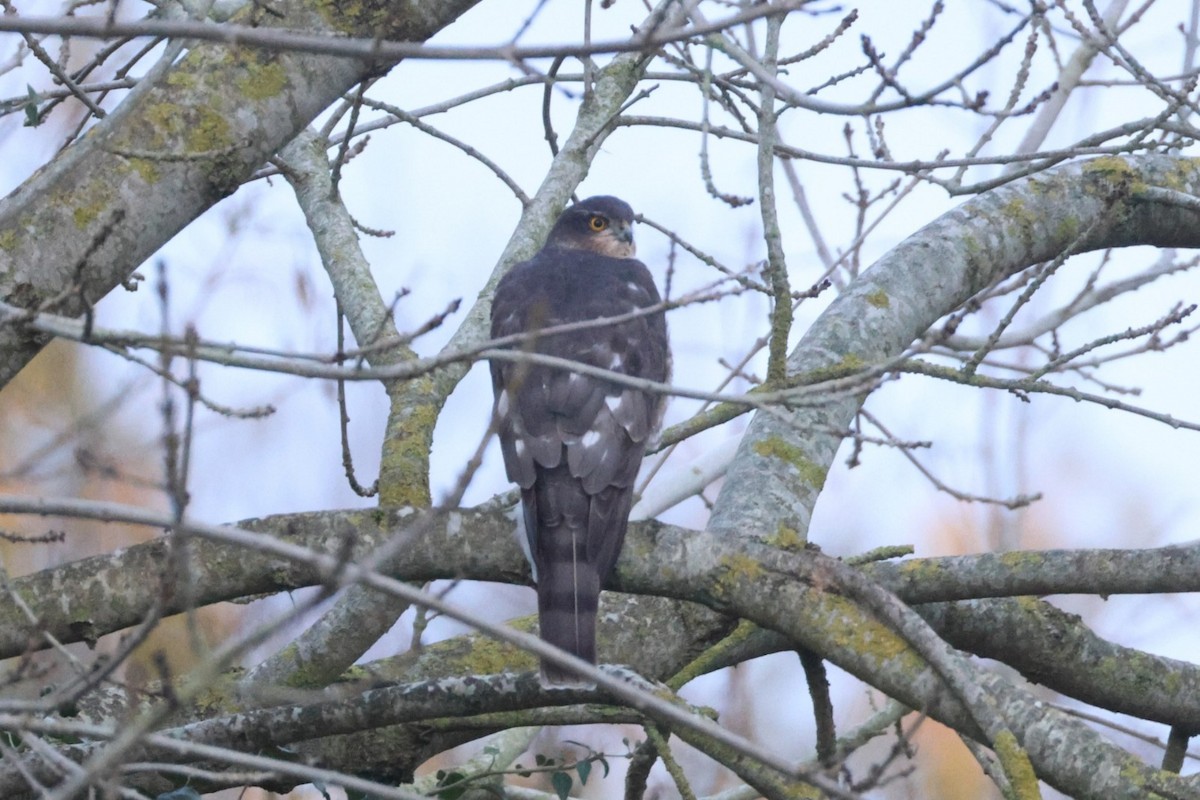 Eurasian Sparrowhawk - ML645171834