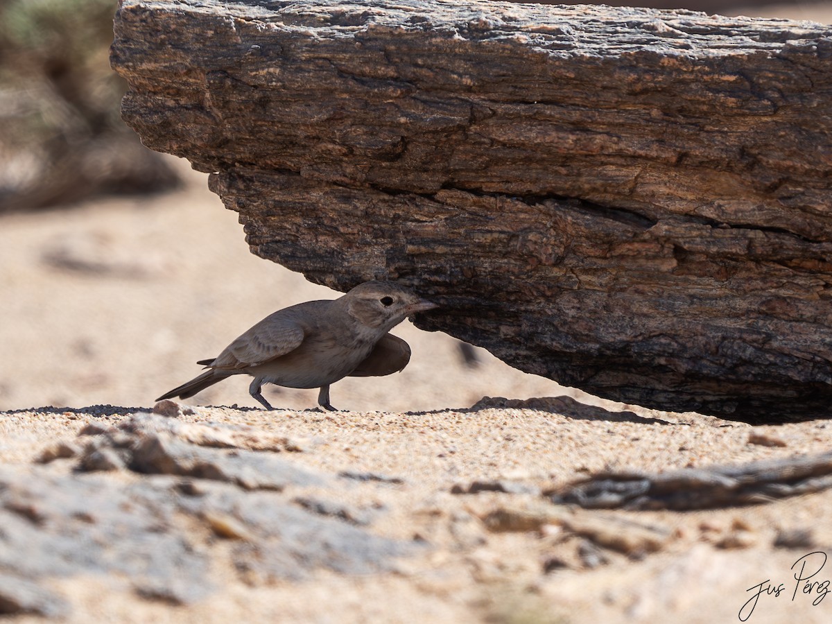 skřivan pruhoocasý - ML645171844