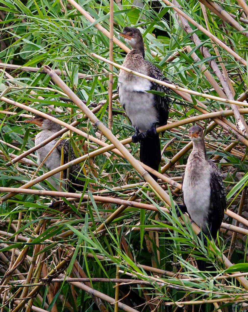 kormorán dlouhoocasý - ML645171846