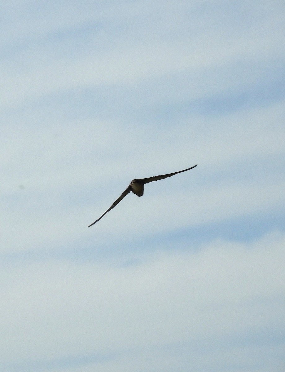 Chimney Swift - ML645171867