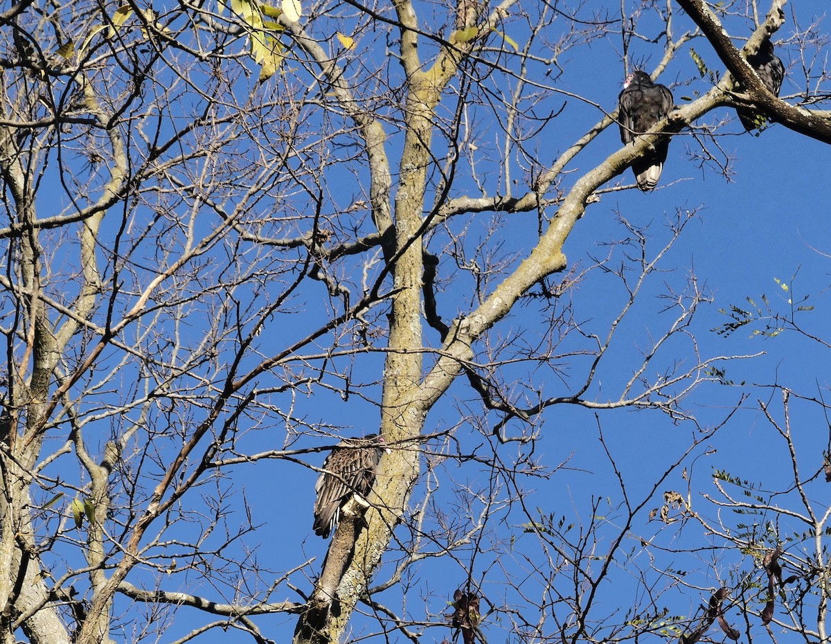Turkey Vulture - ML645171868