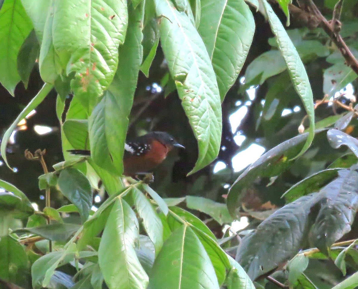 Dot-winged Antwren - ML645171874