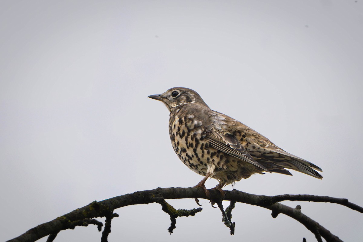 drozd brávník - ML645171877