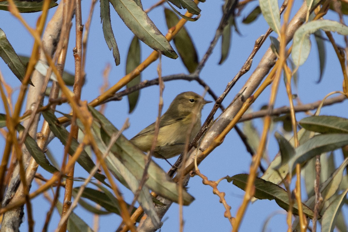 Common Chiffchaff - ML645171878