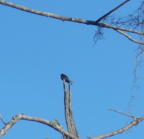 Большая ласточка - ML645171906