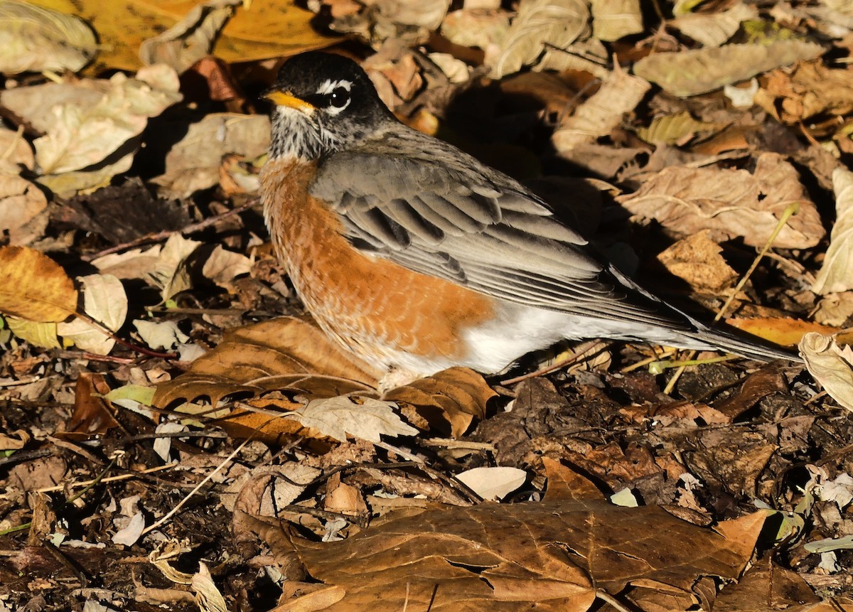 American Robin - ML645171909