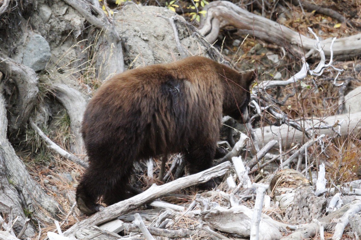 California Black Bear - ML645171934