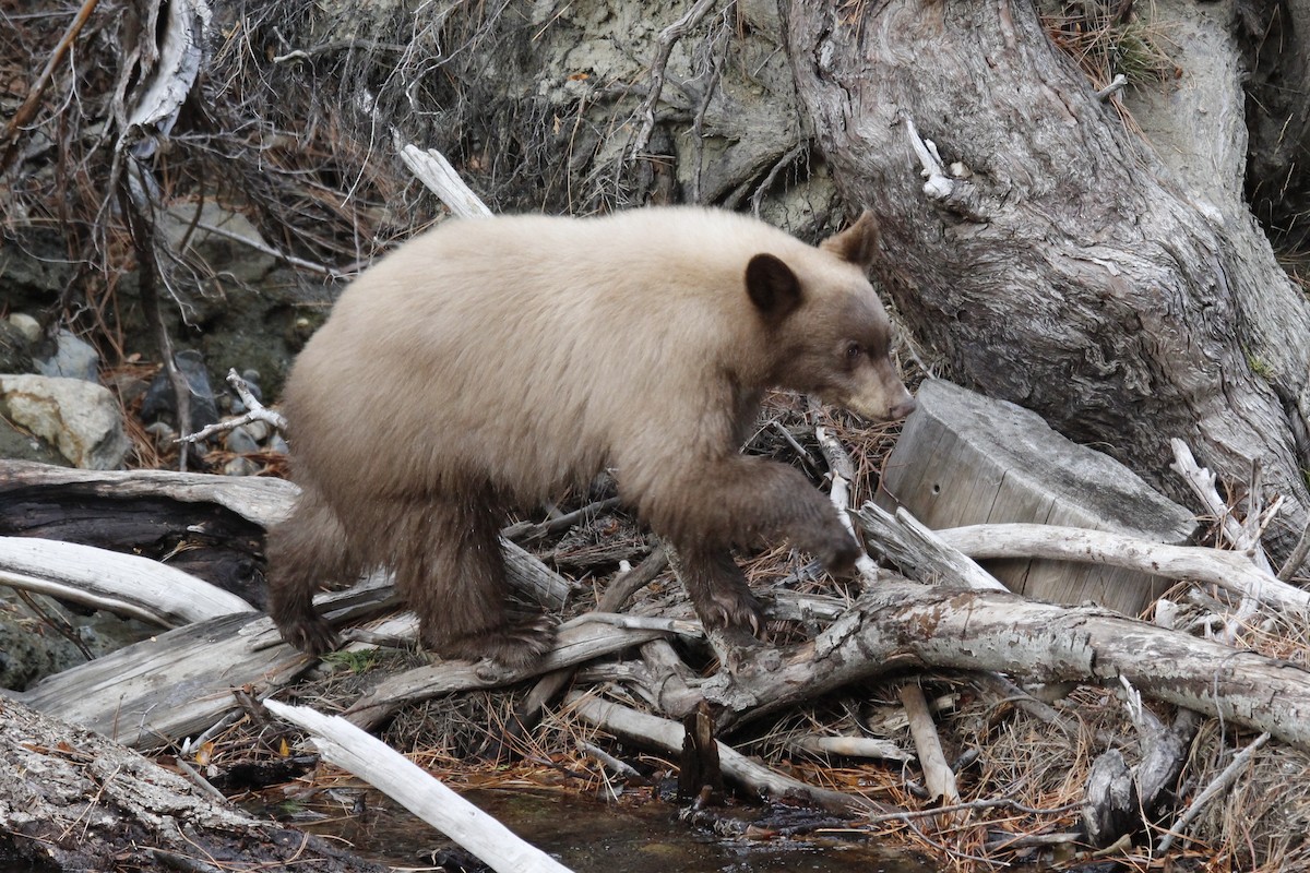California Black Bear - ML645171935