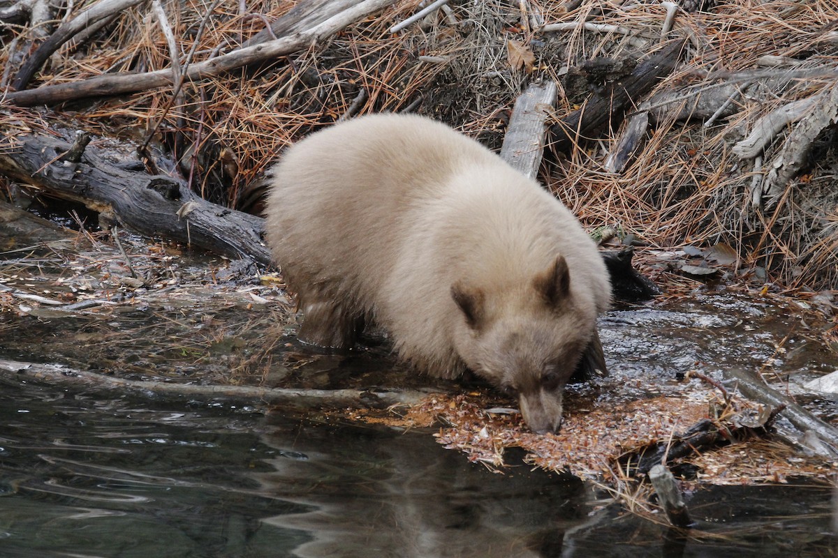 California Black Bear - ML645171936