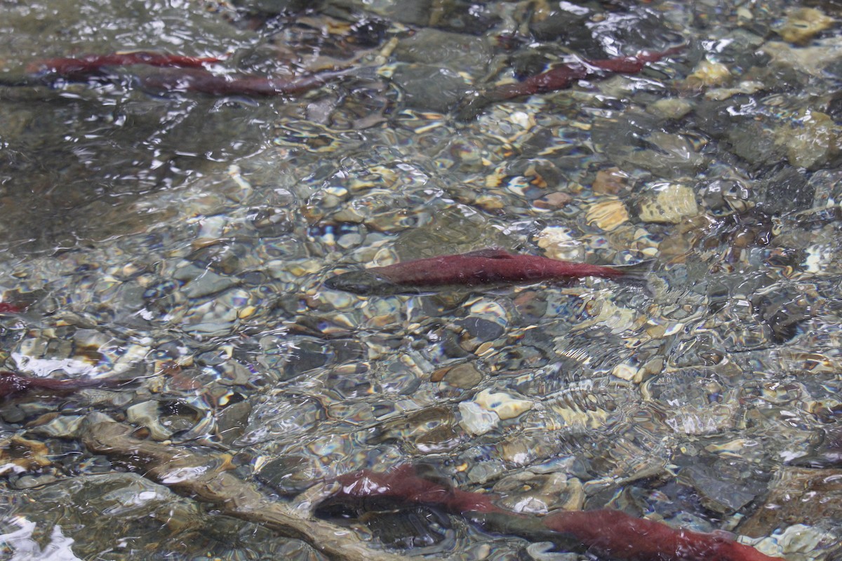 Sockeye Salmon - ML645171937