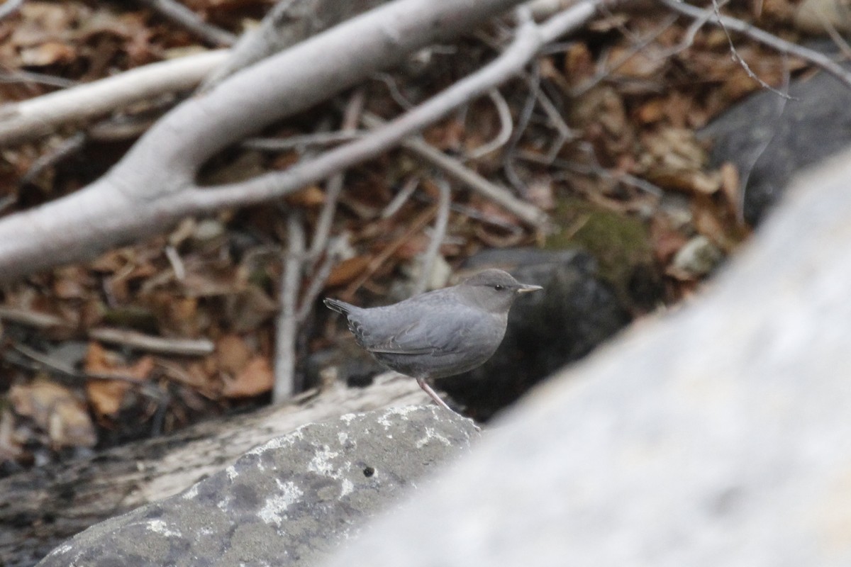 American Dipper - ML645171940