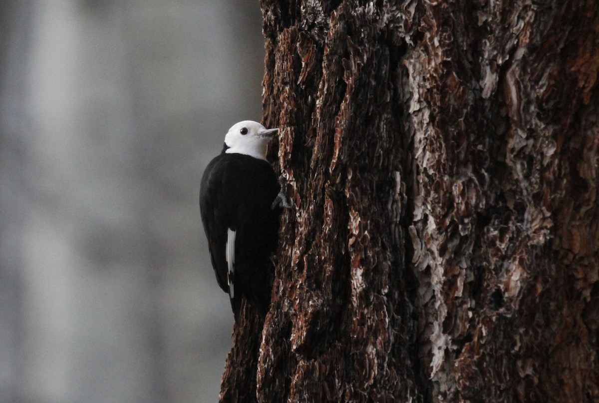 White-headed Woodpecker - ML645171942