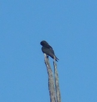 Большая ласточка - ML645171949