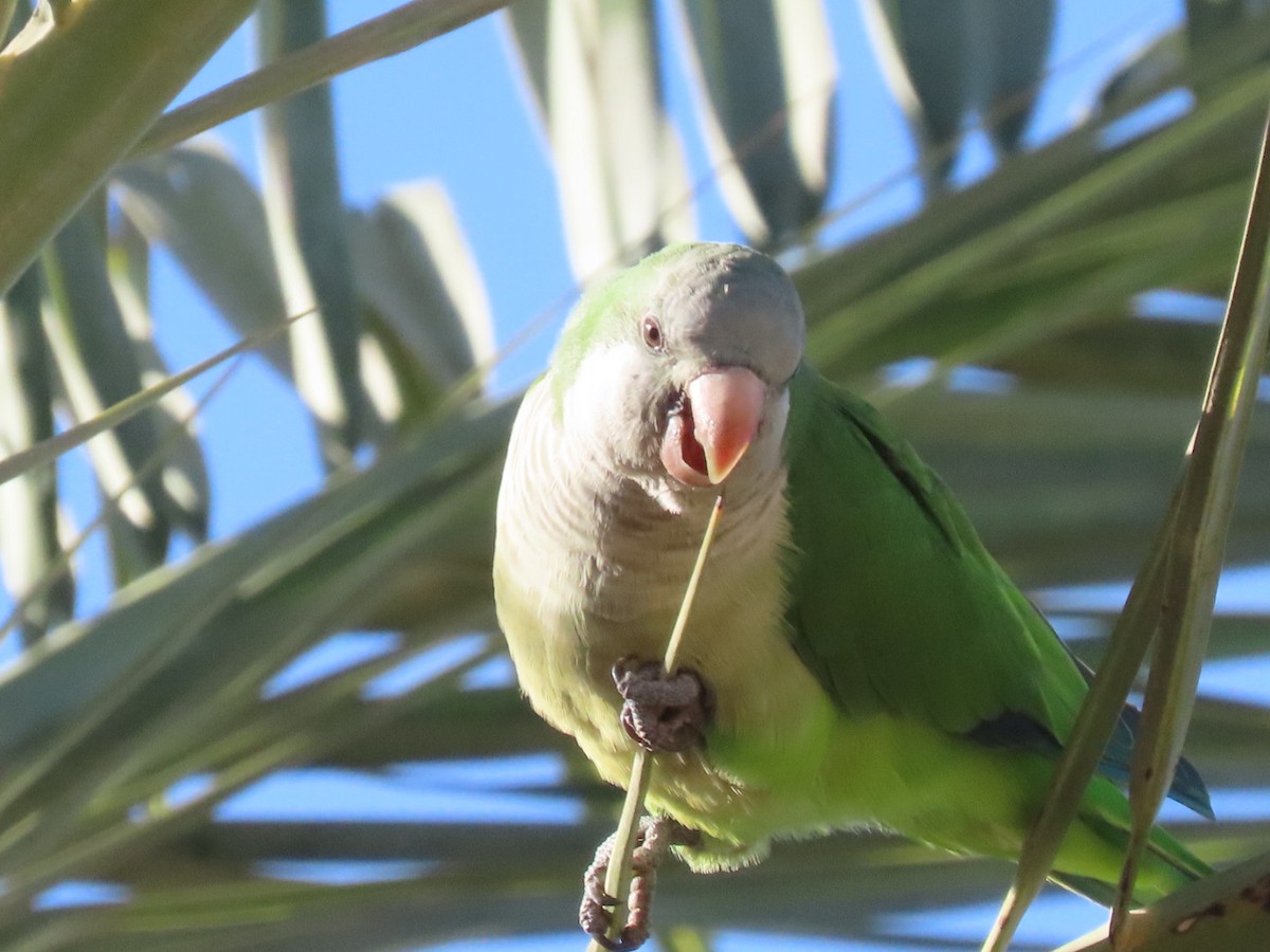 Калита сіроволий - ML645171952