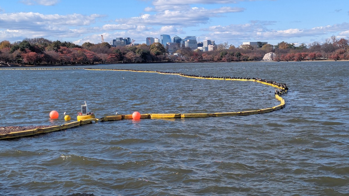 totoppskarv - ML645171961