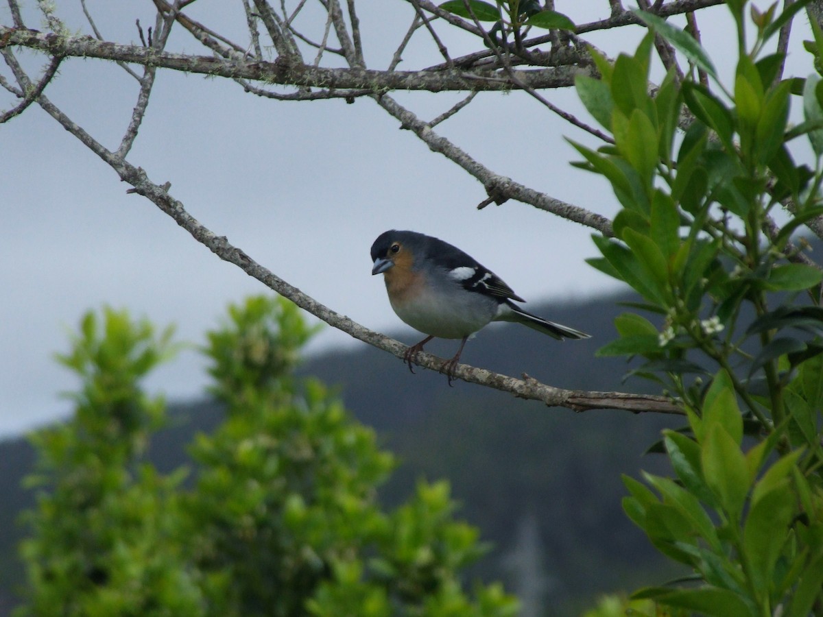 Canary Islands Chaffinch - ML645171963