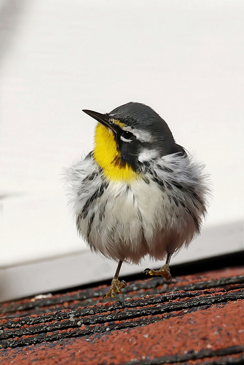Yellow-throated Warbler - ML645171966