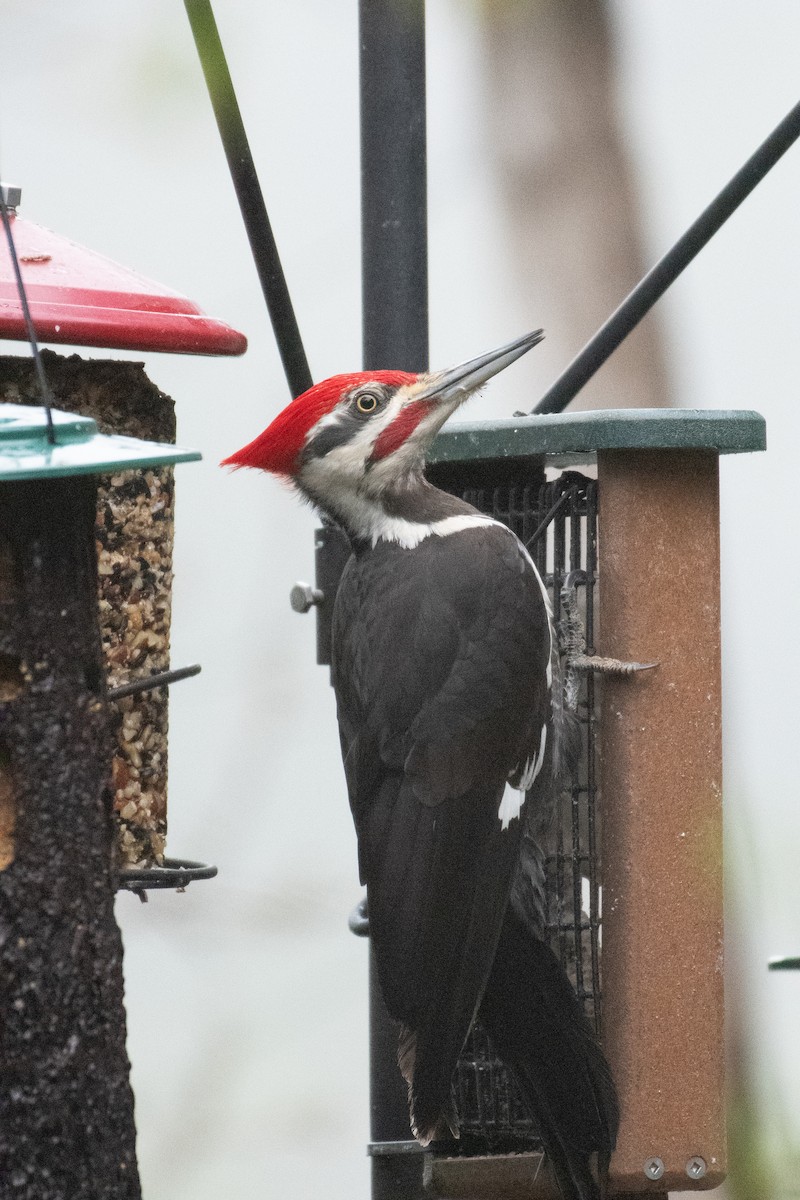Pileated Woodpecker - ML645171970