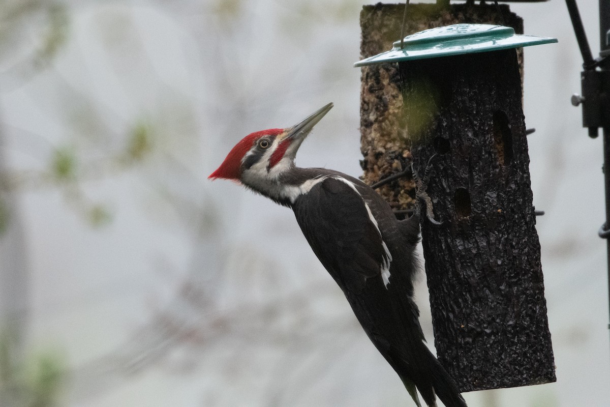 Pileated Woodpecker - ML645171971