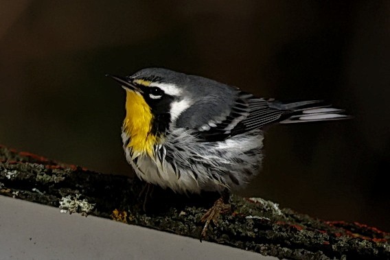 Yellow-throated Warbler - ML645171973