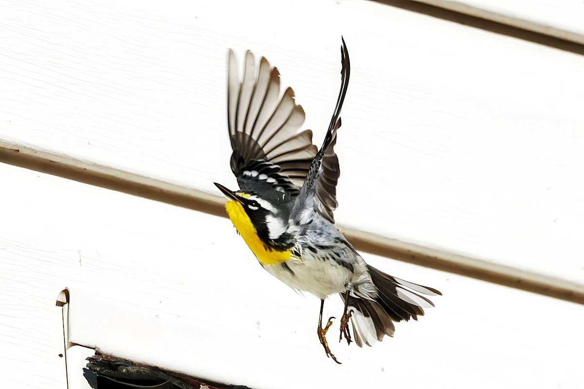 Yellow-throated Warbler - ML645171974